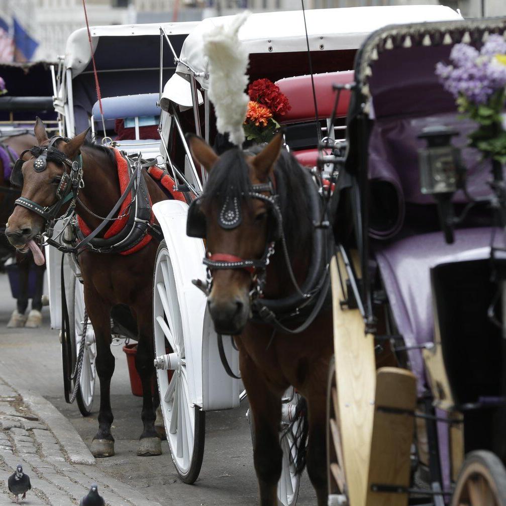 New York carriage driver acquitted of overworking horse that collapsed